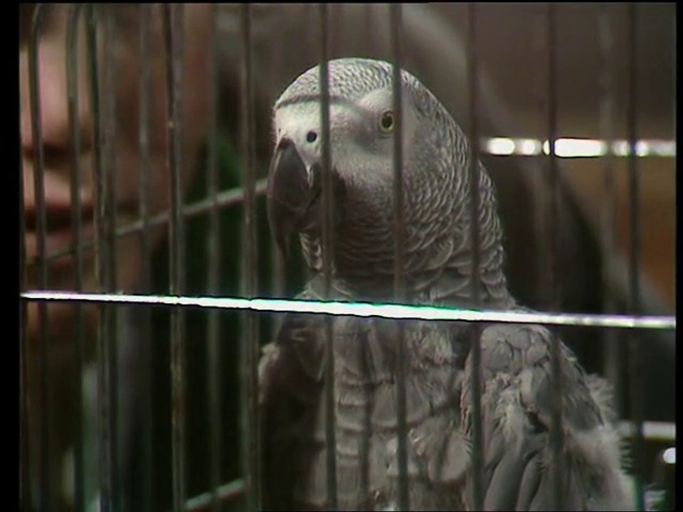 Just William (1977) - S02E09 - High Quality DVD - Parrots for Ethel