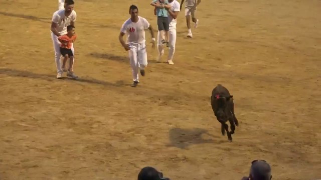 15.07.2022 St Paul les Dax Ganaderia Dargelos Concours de Cocardes Les Taurillons