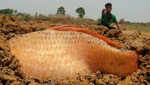 wow really amazing Daily Life excellent search&catching Big Fish by hand River dry place#Fishing
