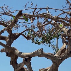 Yarım asırlık ağaca asit enjekte edip kuruttular!