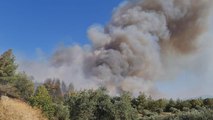 Aydın'da çıkan orman yangınına müdahale ediliyor