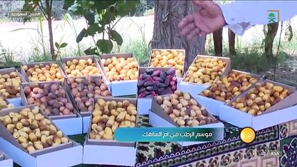 صباح_السعودية موسم الرطب في قرية أم الساهك التابعة لمحافظة القطيف. قناة_السعودية - -