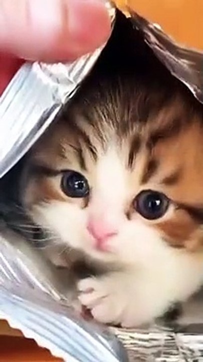 Wahhh sooo cute cat ♥️♥️
