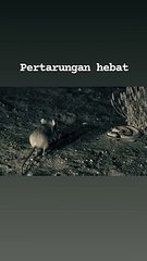 Tikus vs Ular..Ular kena mental dapat tendangan kungfu
