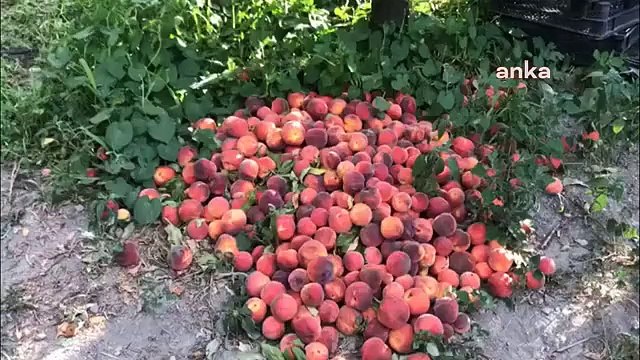 Tokatlı Meyve Üreticileri Fabrikanın Belirlediği Taban Fiyatı Protesto Etti: 2 Lira Fiyat, Köylüyle Dalga Geçmekten Başka Bir Şey Değil