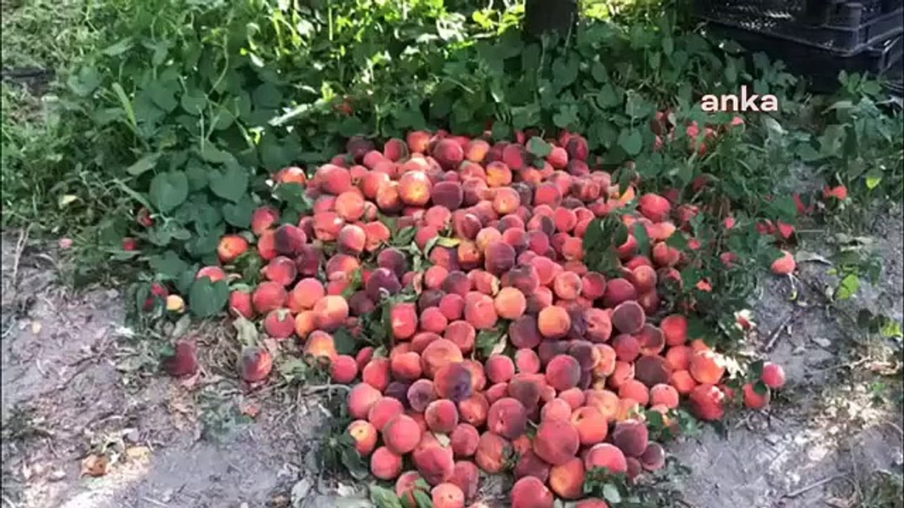 Tokatlı Meyve Üreticileri Fabrikanın Belirlediği Taban Fiyatı Protesto Etti: "2 Lira Fiyat, Köylüyle Dalga Geçmekten Başka Bir Şey Değil"