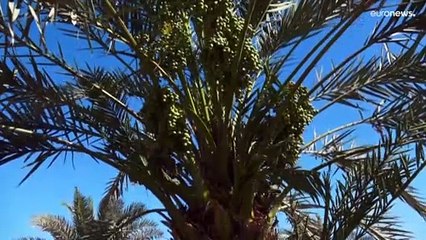 العراق أمام تحد كبير لبعث الروح في أيقونته.. نخيل بلاد الرافدين تراثه وثروته الاقتصادية