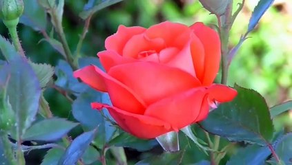 Vidio Cenamatic Mawar, Hujan, Sarang laba-laba dibawah hujan