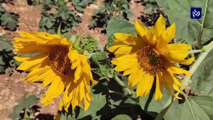 "زراعة البعل" .. طريقة تقليدية بلا أسمدة ومبيدات