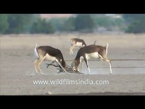 Blackbuck fighting in Tal Chappar wildlife sanctuary