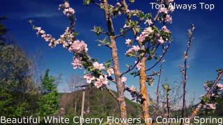 Top Beautiful Cherry Flowers