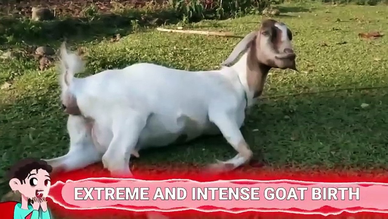 The Owner Couldn't Believe Her Eyes When She Realized What This Horse Gave Birth To