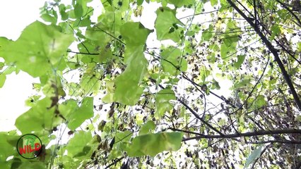 ALIENI TRA NOI _ DOCUMENTARIO SULLA NATURA