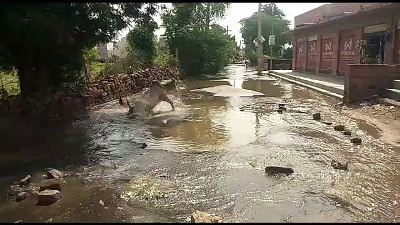 धंसी हुई सड़क के गड्ढे में गिरा सांड, ऐसे मशक्क्त कर निकला बाहर, देखें Video...
