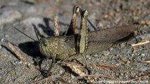 Locusts plague Sardinia