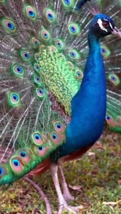 wild Birds Special Collection/Wild Birds Special Video/Wild Birds Compilation