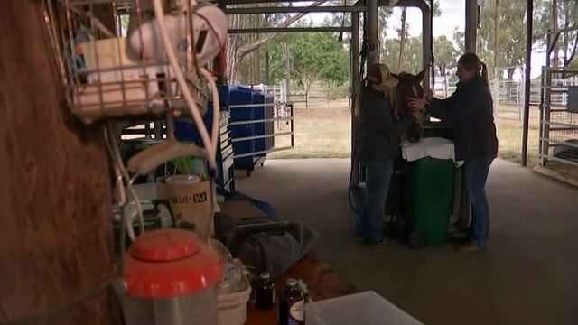 Rural Queensland vets hopeful for the future despite mental health crisis and national vet shortage