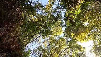 SHARE AND GREEN TREES