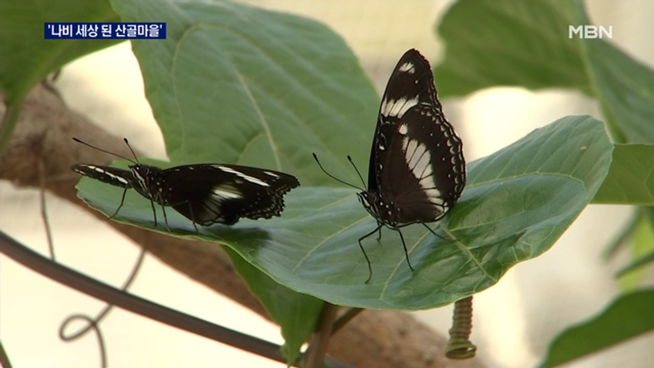 황홀한 나비 세상…인제곤충바이오센터 개관