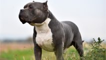 A non-banned ‘American Bully XL’ dog turned on its owners in a horrific attack
