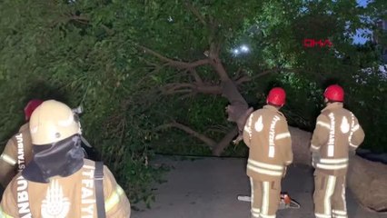 İSTANBUL-KADIKÖY'DE AĞAÇ DEVRİLDİ, YOL KAPANDI
