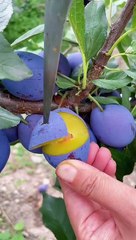 OMG  What Fruit? #usa #asmr #fruit