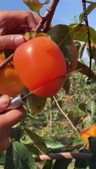 OMG  What Fruit? #usa #asmr #fruit