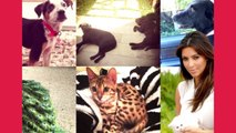 What Happened To All The Pets Owned By The Kardashians  Talko News