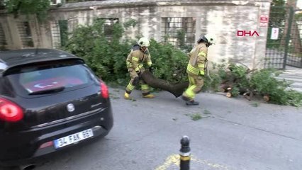 İSTANBUL-ÜSKÜDAR'DA AĞAÇ DEVRİLDİ; OTOMOBİL HASAR GÖRDÜ
