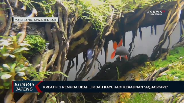 Kreatif, 2 Pemuda di Magelang Ubah Limbah Kayu Jadi Kerajinan Aquascape