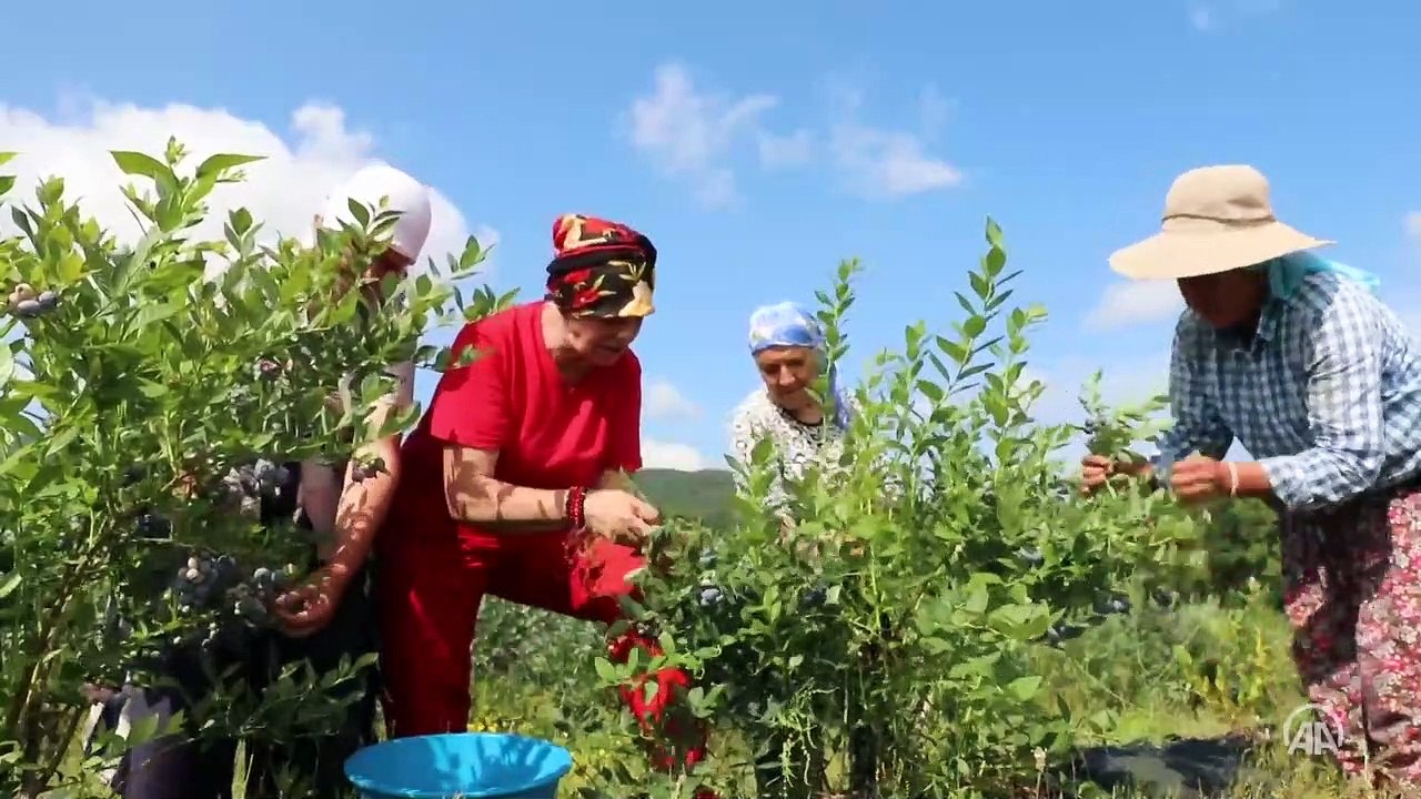 Istranca Dağları eteklerinde yetiştirilen yaban mersininde hasat başladı