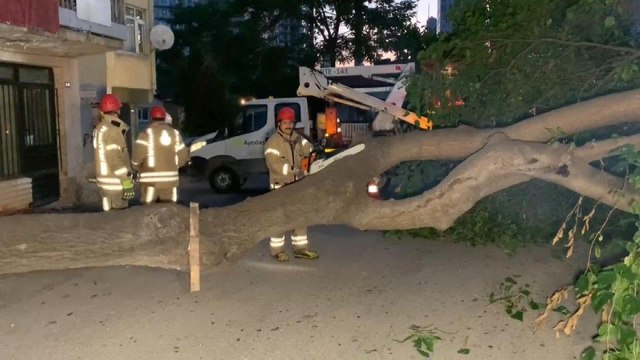 Kadıköy’de dut ağacı kökünden koparak devrildi, yol kapandı