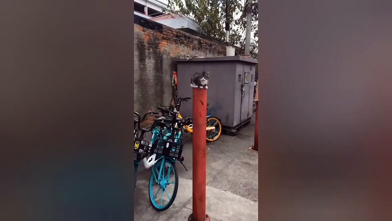 Baby Cats - Cute and Funny Cat Videos