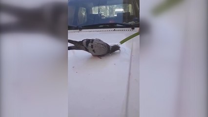 Kavurucu sıcaktan etkilenen güvercinin yürek ısıtan görüntüsü