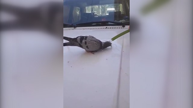 Kavurucu sıcaktan etkilenen güvercinin yürek ısıtan görüntüsü