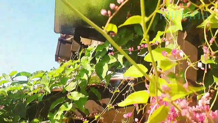 Laman Belakang Rumah Muafakat Jiran Bersatu Hati