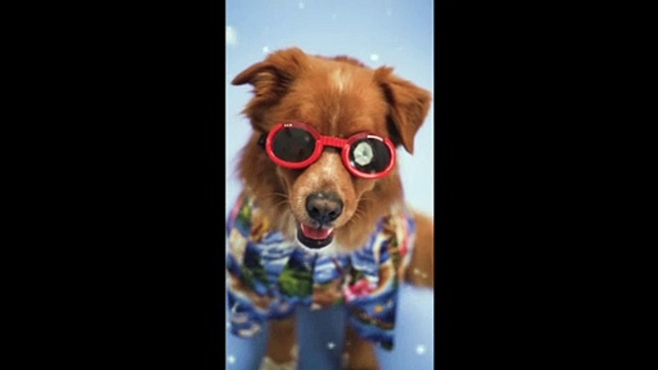 THE DOG IS FUNNY