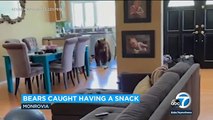 y2meta.com - Video_ Mama bear, cub caught on camera devouring donuts in kitchen of Monrovia home l ABC7(360p)