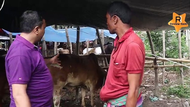 কুষ্টিয়ার মঞ্জিল বেপারীর ১৬ টি গরু দেখুন shahjahanpur gorur hat 2022 Cow Price 2022 Gorur hat Update