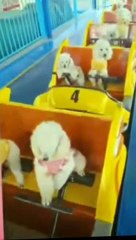 Funny Dogs Video/Funny Dogs Compilation #Shorts