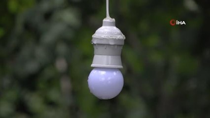 Bahçesine dadanan domuzlardan bıktı, böyle çözüm buldu