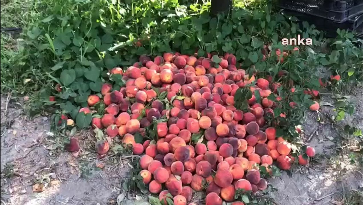 Meyve üreticileri, geçen yıl 3 lira olan meyvenin taban fiyatının bu yıl 2 lira olarak açıklanmasını protesto etti: "Bu köylüyle dalga geçmekten başka bir şey değil"