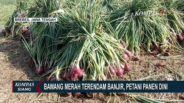 Banjir, Ratusan Hektar Bawang di Brebes Terancam Gagal Panen!