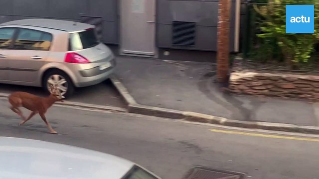 VIDEO. Vu à Rennes : un chevreuil perdu dans les rues du centre-ville