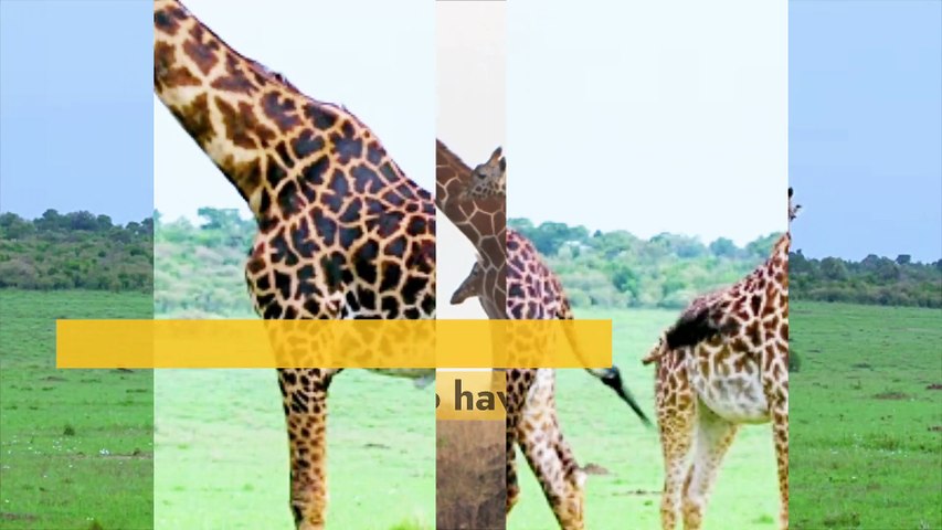 Why do giraffes have such long necks?