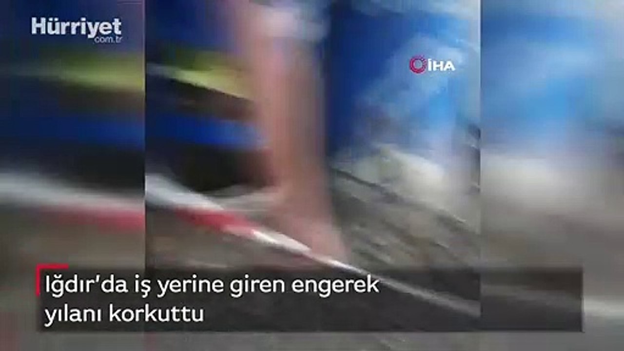 İş yerine giren engerek yılanı paniğe neden oldu