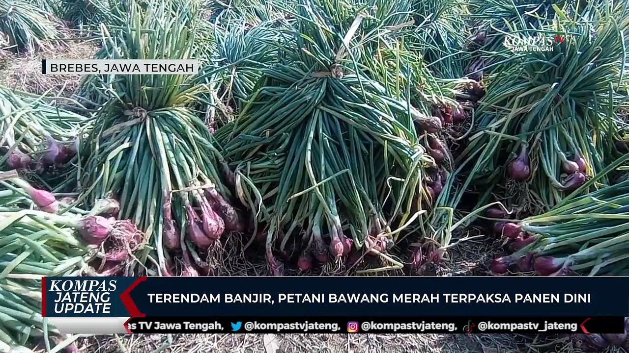 Terendam Banjir, Petani Bawang Merah di Brebes Terpaksa Panen Dini
