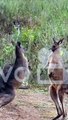 Funny Kangaroo Video/Funny Kangaroo Fighting video#Shorts