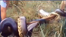 Aghast ! Giant Python Attacks Cows! Cows Are Rescued By Humans