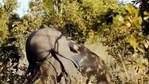 War Buffalo Vs Lion ►► Buffalo Herd Rescue Baby From Male Lion Hunt, 1 Bufalo Vs 100 Lions